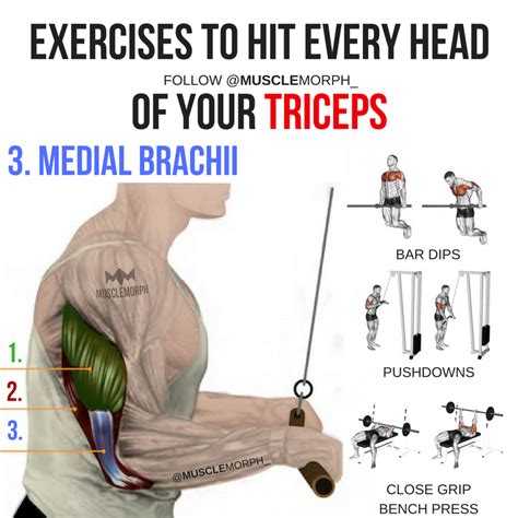 triceps tricep workout triceps exercise lateral tricep long head triceps medial triceps ...