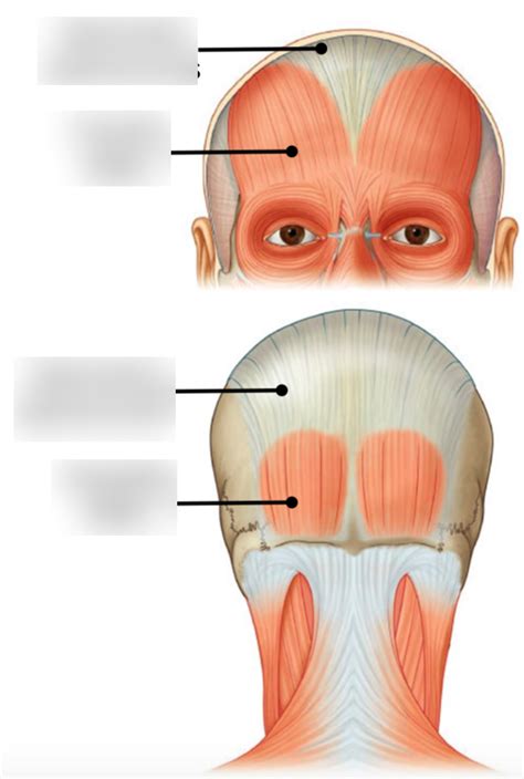 Occipitofrontalis Muscle Diagram | Quizlet