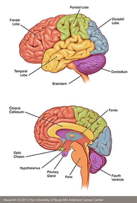 Lung Cancer Spread To Brain Life Expectancy | Renew Physical Therapy