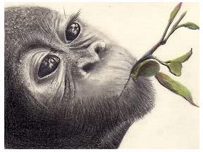 Baby Gorilla Drawing at GetDrawings | Free download