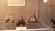 Category:Otodus megalodon teeth - Wikimedia Commons