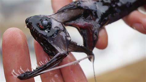 Dragonfish are armed with dagger-like invisible teeth; scientists now ...