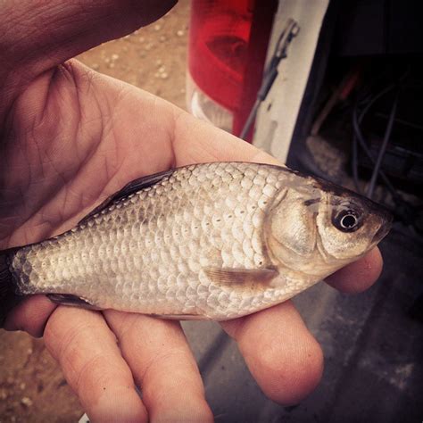 Prussian Carp – Invasive Species Centre