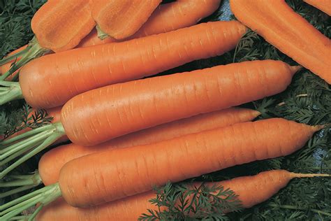 15 Carrot Varieties You Should Know About - Growing Produce