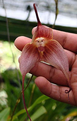 15.Dracula simia, the Monkey Face Orchid | A cultivar from a… | Flickr