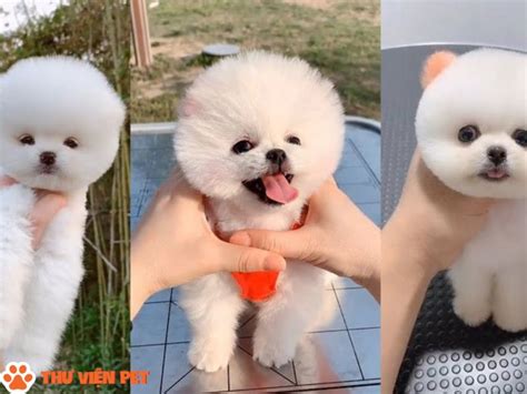 Chó phốc - Thư Viện Pet - Trang Chia Sẻ Thông Tin Và Cách Chăm Sóc Thú Cưng