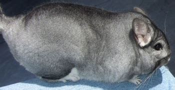 Standard Gray Chinchilla Pictures