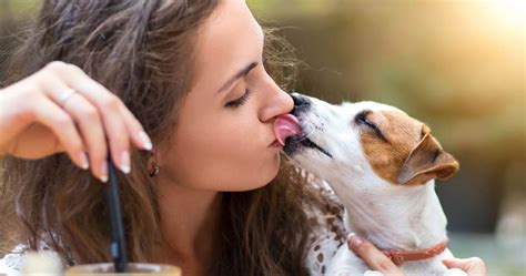 Why Is My Dog Licking My Face? - Animals | Katalay.net