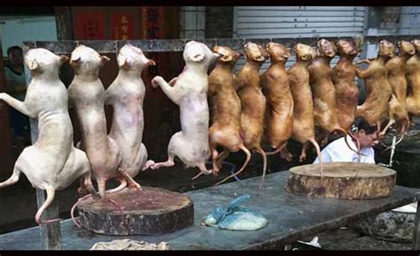 10 Reasons Why 'Yulin's Dog-Eating Festival' Is The Cruelest Food ...