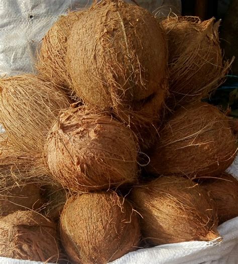 Dried Coconut.500gm to 600gm size at Rs 35/kilogram | Saligramam | Chennai| ID: 19662487962