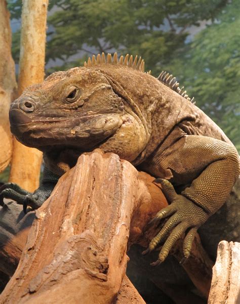 Iguana Jamaican Reptile free image download