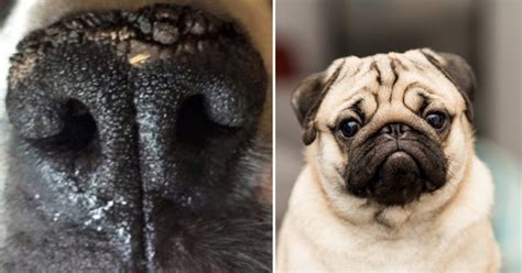 If Your Pug's Nose Is Dry & Crusty, It Might Be Nasal Hyperkeratosis. Here's What To Do.