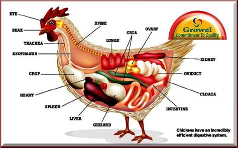 About Poultry Digestive System - Growel Agrovet Private Limited