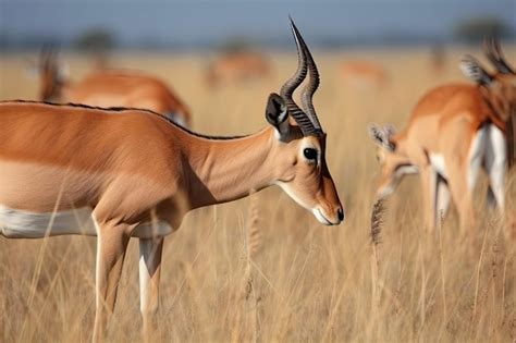 Premium AI Image | Antelope grazing on the savannah