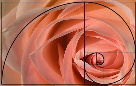 7 Beautiful Examples Of The Fibonacci Sequence In Nature