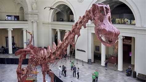 Field Museum scientists assemble Maximo, largest dinosaur discovered to date | Field museum ...