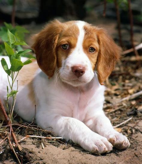 40 Medium-Sized Dog Breeds That Are the Perfect First Pet for Any Family | Brittany spaniel dogs ...