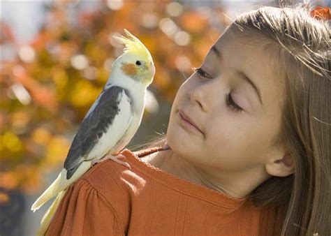 Les meilleurs oiseaux qui font d'excellents animaux de compagnie pour les enfants - Point Pet