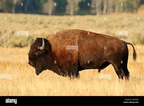 American Bison or American Buffalo (Bison bison), male, Yellowstone ...