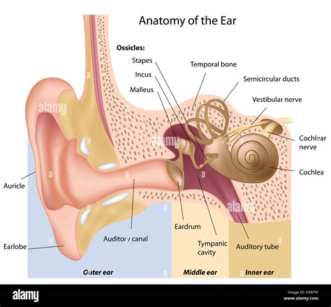 Menschliche Ohr-Anatomie Stockfotografie - Alamy