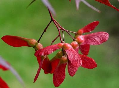 Seeds for planting, Acer palmatum matsumurae Ornatum dry seed, Ornatum Japanese Maple,~ bulk ...