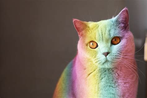 cat day at picsart photo app Rainbow Cat, Rainbow Light, Minions, International Cat Day, Cool ...