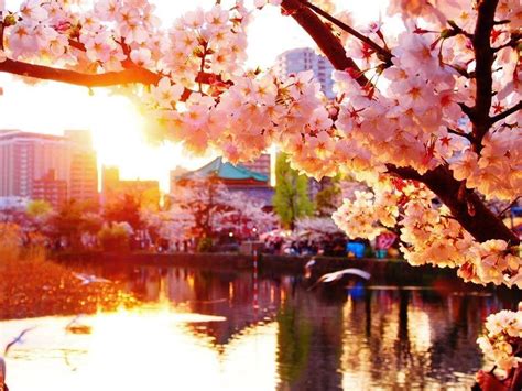 Sunset Cherry Blossom Wallpapers - Top Free Sunset Cherry Blossom Backgrounds - WallpaperAccess