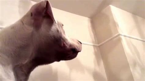 Dog Growling Really Loud - YouTube