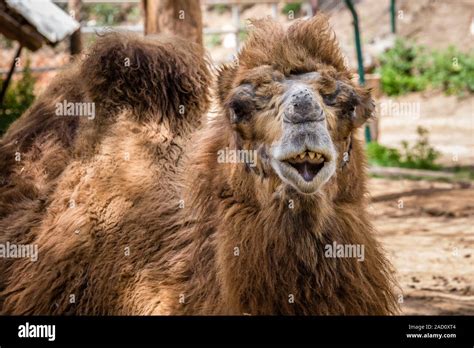 Bactrian camel (Camelus bactrianus) shows his teeth Stock Photo - Alamy