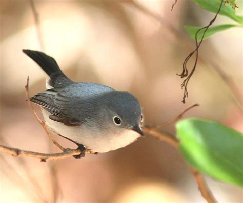 This is where to watch the spring bird migration - Cottage Life