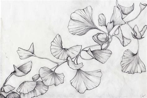 Ginkgo Leaf Drawing at PaintingValley.com | Explore collection of Ginkgo Leaf Drawing