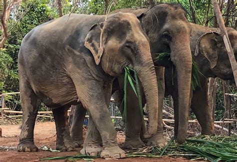 Phuket Elephant sanctuary Tour