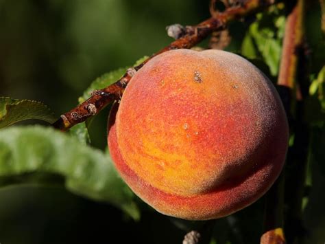 Online crop | HD wallpaper: peach, tree, fruit, power, fruit tree, healthy eating, food and ...