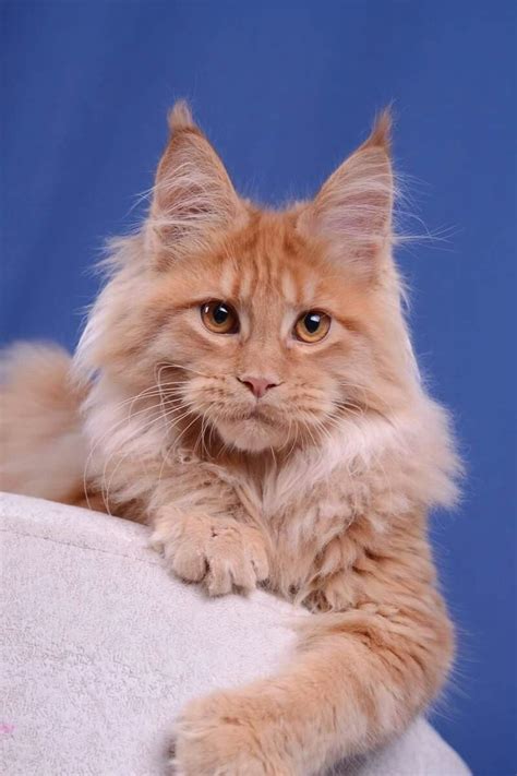 Urgant Akella Leader 4 months boy, d Available Maine Coon Kittens, Cats And Kittens, Cats Bus ...