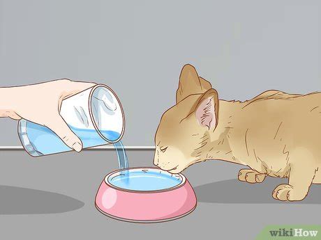 How to Treat a Cat with Blood in Its Stool (with Pictures)