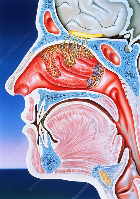 Diagram Of The Inside Of The Nose