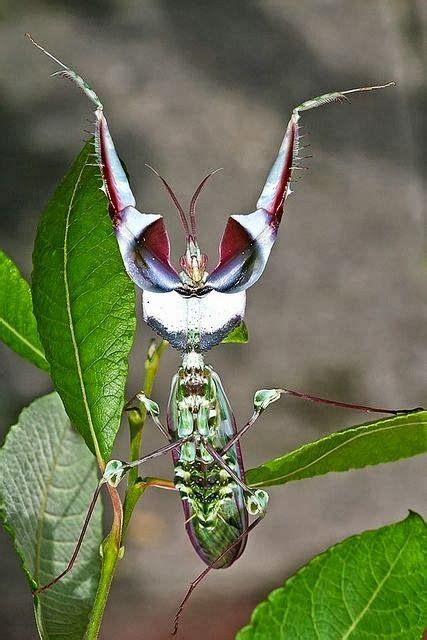 mantis | Praying mantis, Beautiful bugs, Bugs and insects