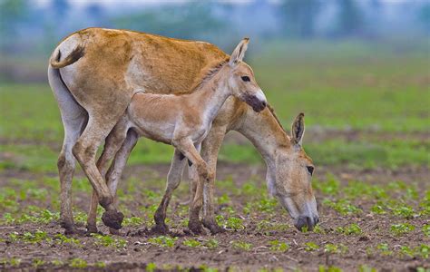 Galloping Through Khur Country: The Asiatic Wild Asses of Gujarat | RoundGlass | Sustain