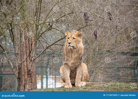 Portrait of Lion in Zoo, Sitting on Grass, Staring Off Camera, Close Up Stock Image - Image of ...