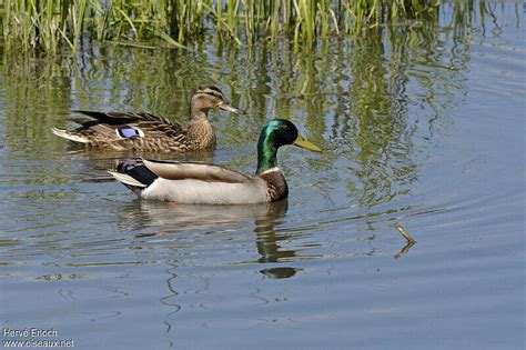 Canard colvert adulte nuptial - heen175198