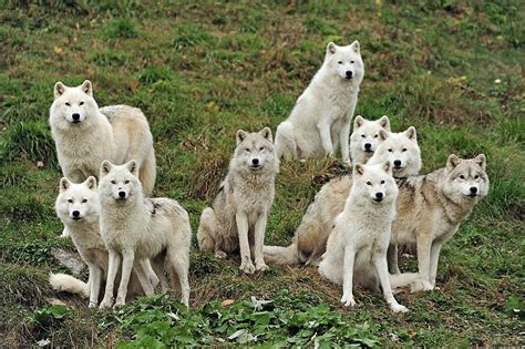 Arctic Wolfpack - Desktop Nexus Wallpapers | Wolf dog, Animals, Arctic wolf