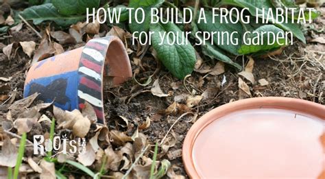 How to build toad and frog habitats - Rootsy Network