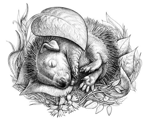 Little animals on Behance | Animal coloring pages, Hedgehog art, Animal drawings