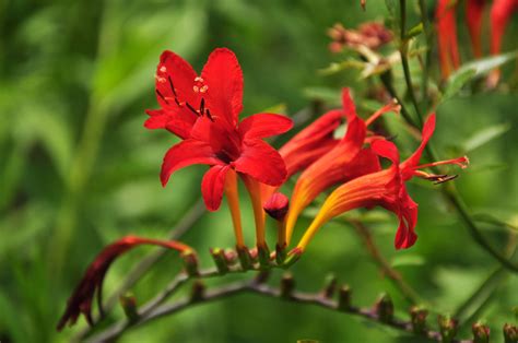 Crocosmia Flower Wallpapers - Wallpaper Cave