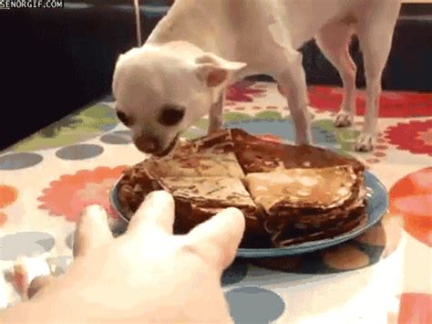 Protective comida cachorro GIF - Encontrar en GIFER