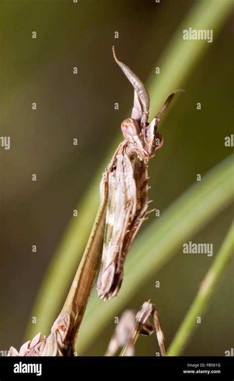 mantis in a native habitat Stock Photo - Alamy