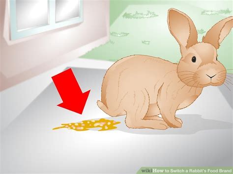 How to Switch a Rabbit’s Food Brand: 9 Steps (with Pictures)