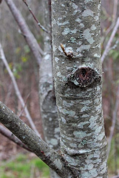 Red Alder Bark | alisonleighlilly | Flickr