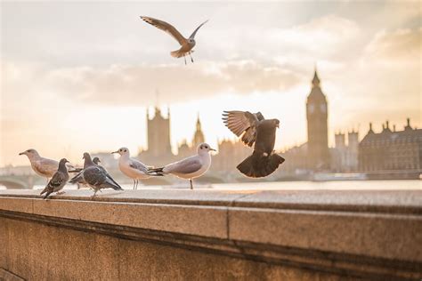 Flying, Birds, London, animals, bird, urban Scene, city, big Ben, famous Place, london - England ...