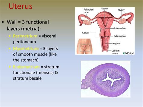 PPT - The Reproductive System PowerPoint Presentation, free download - ID:304200